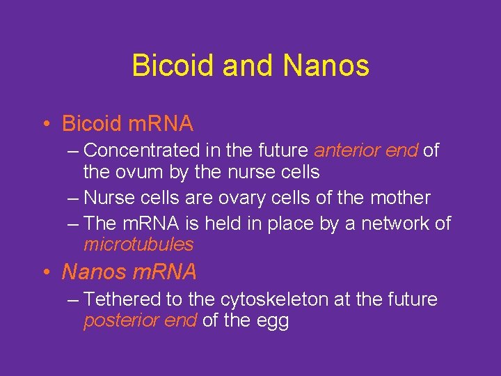 Bicoid and Nanos • Bicoid m. RNA – Concentrated in the future anterior end