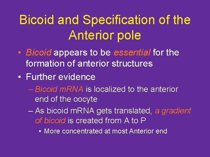 Bicoid and Specification of the Anterior pole • Bicoid appears to be essential for