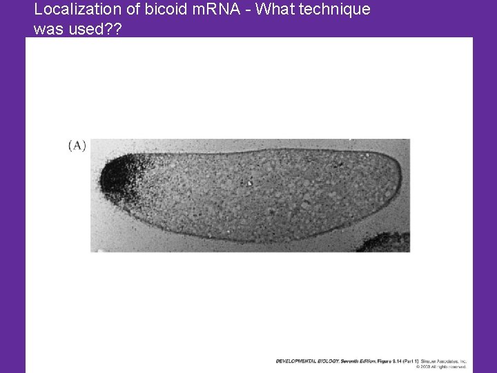 Localization of bicoid m. RNA - What technique was used? ? 