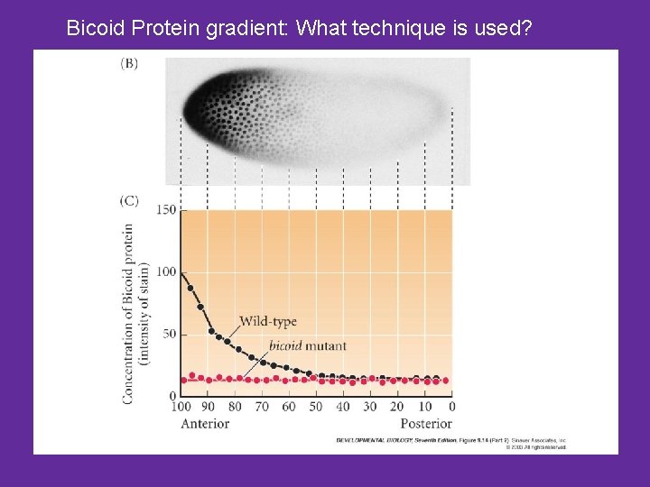 Bicoid Protein gradient: What technique is used? 