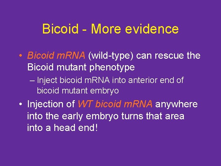 Bicoid - More evidence • Bicoid m. RNA (wild-type) can rescue the Bicoid mutant