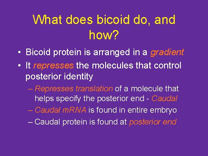 What does bicoid do, and how? • Bicoid protein is arranged in a gradient