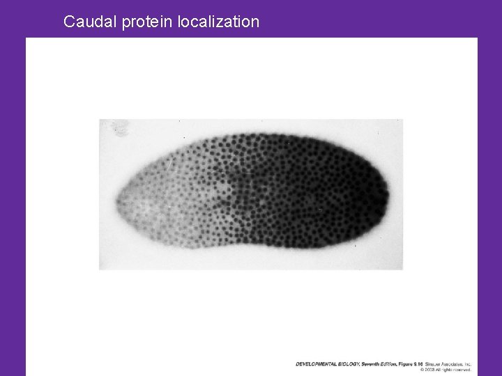 Caudal protein localization 