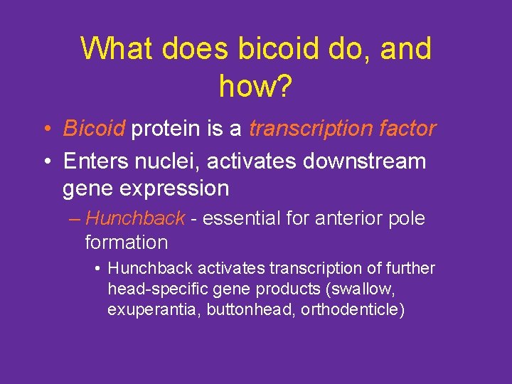 What does bicoid do, and how? • Bicoid protein is a transcription factor •
