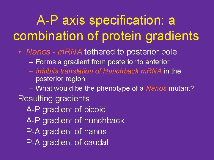 A-P axis specification: a combination of protein gradients • Nanos - m. RNA tethered