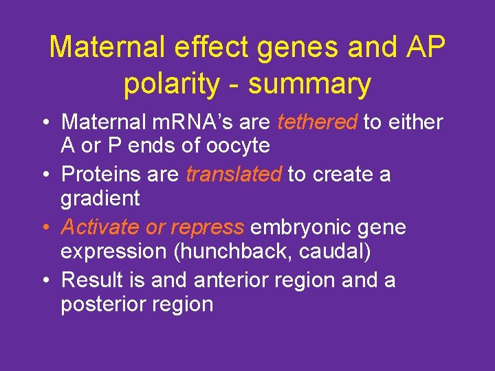 Maternal effect genes and AP polarity - summary • Maternal m. RNA’s are tethered