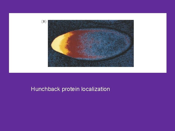 Hunchback protein localization 