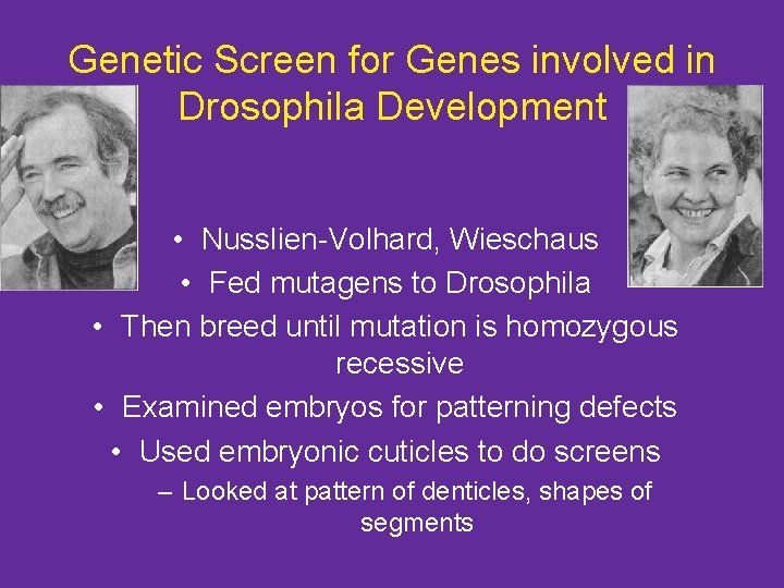Genetic Screen for Genes involved in Drosophila Development • Nusslien-Volhard, Wieschaus • Fed mutagens