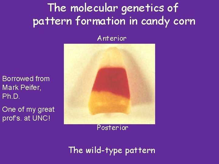 The molecular genetics of pattern formation in candy corn Anterior Borrowed from Mark Peifer,