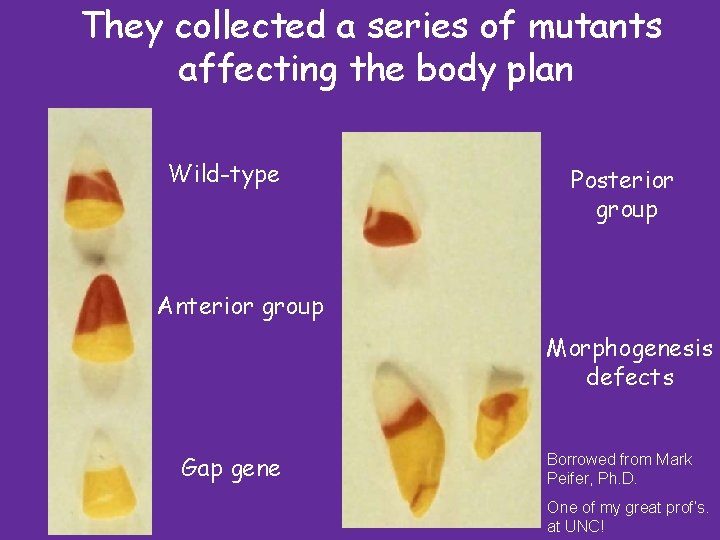 They collected a series of mutants affecting the body plan Wild-type Posterior group Anterior