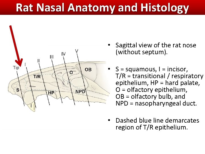 Rat Nasal Anatomy and Histology • Sagittal view of the rat nose (without septum). Rat Nasal Anatomy and Histology • Sagittal view of the rat nose (without septum).