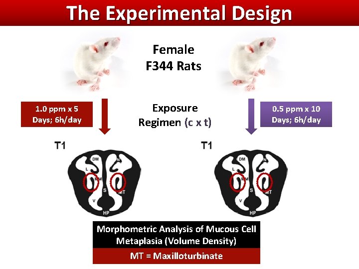 The Experimental Design Female F 344 Rats 1. 0 ppm x 5 Days; 6 The Experimental Design Female F 344 Rats 1. 0 ppm x 5 Days; 6