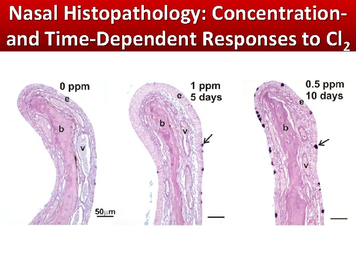 Nasal Histopathology: Concentrationand Time-Dependent Responses to Cl 2 Nasal Histopathology: Concentrationand Time-Dependent Responses to Cl 2
