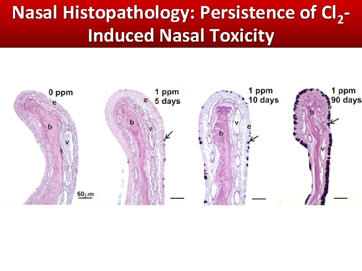 Nasal Histopathology: Persistence of Cl 2 Induced Nasal Toxicity Nasal Histopathology: Persistence of Cl 2 Induced Nasal Toxicity