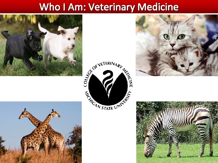 Who I Am: Veterinary Medicine Who I Am: Veterinary Medicine