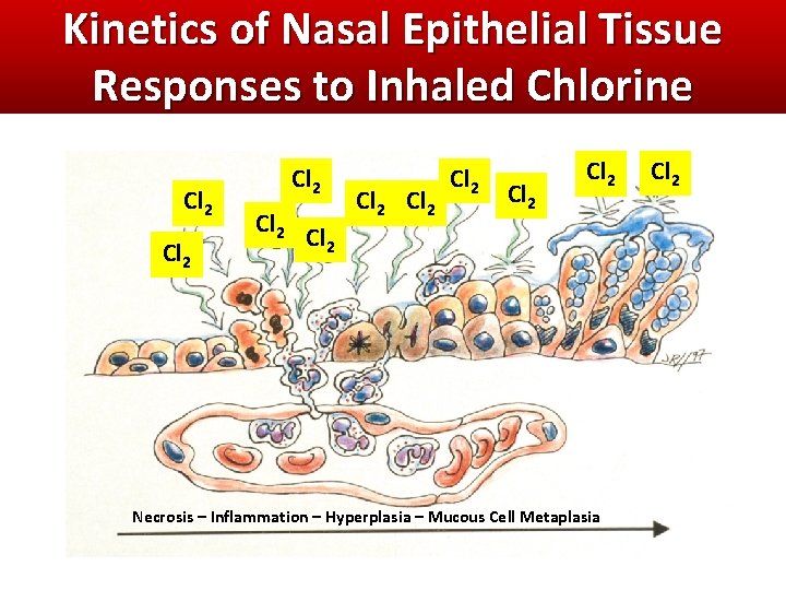 Kinetics of Nasal Epithelial Tissue Responses to Inhaled Chlorine Cl 2 Cl 2 Cl Kinetics of Nasal Epithelial Tissue Responses to Inhaled Chlorine Cl 2 Cl 2 Cl