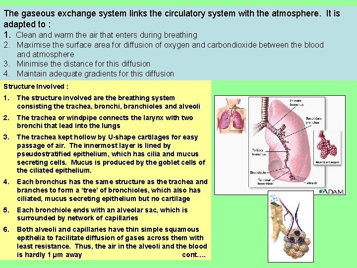 The gaseous exchange system links the circulatory system with the atmosphere. It is adapted