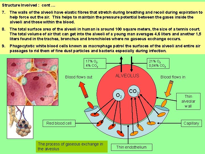 Structure Involved : cont … 7. The walls of the alveoli have elastic fibres