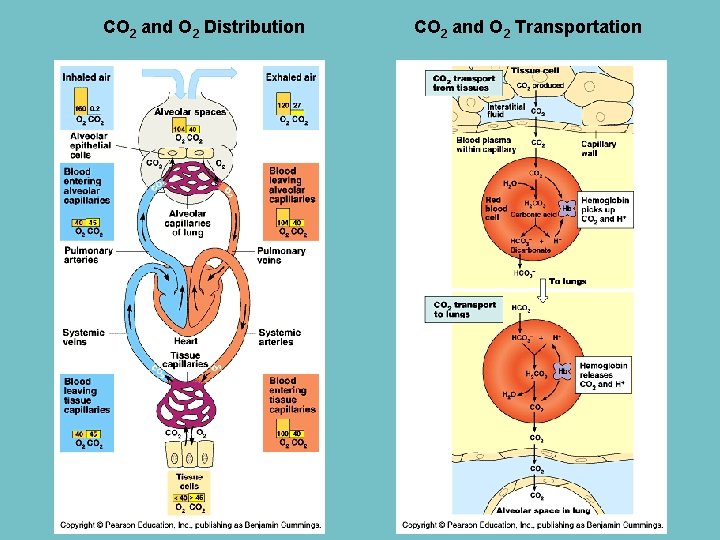 CO 2 and O 2 Distribution CO 2 and O 2 Transportation 