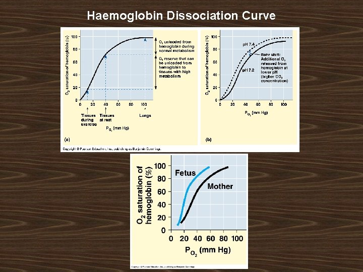 Haemoglobin Dissociation Curve 