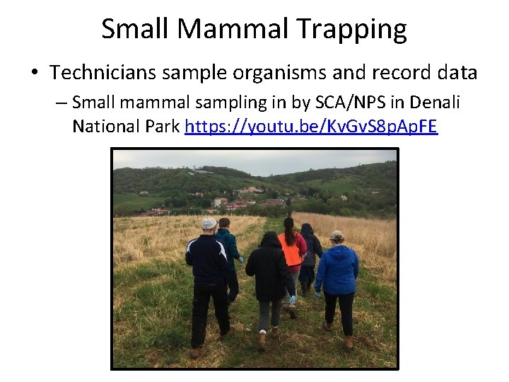 Small Mammal Trapping • Technicians sample organisms and record data – Small mammal sampling