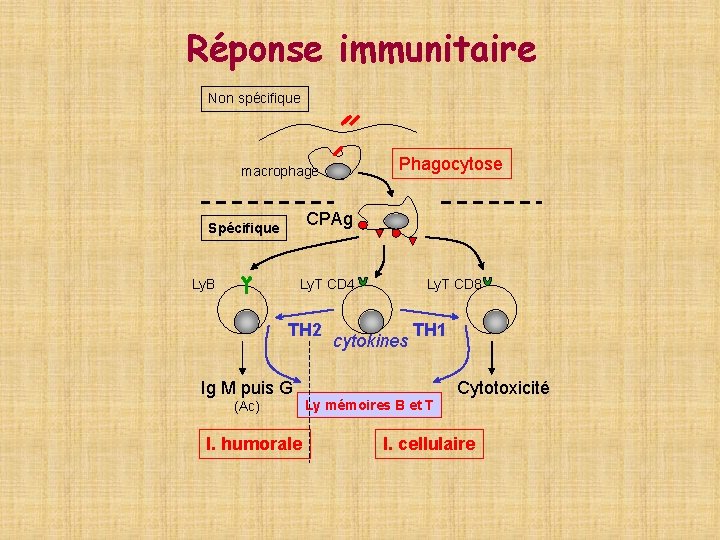 Réponse immunitaire Non spécifique Phagocytose macrophage CPAg Spécifique Ly. B Ly. T CD 4