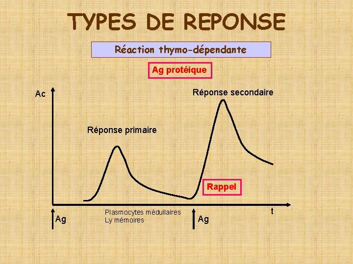 TYPES DE REPONSE Réaction thymo-dépendante Ag protéique Réponse secondaire Ac Réponse primaire Rappel Ag