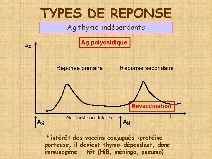TYPES DE REPONSE Ag thymo-indépendants Ag polyosidique Ac Réponse primaire Réponse secondaire Revaccination Ag