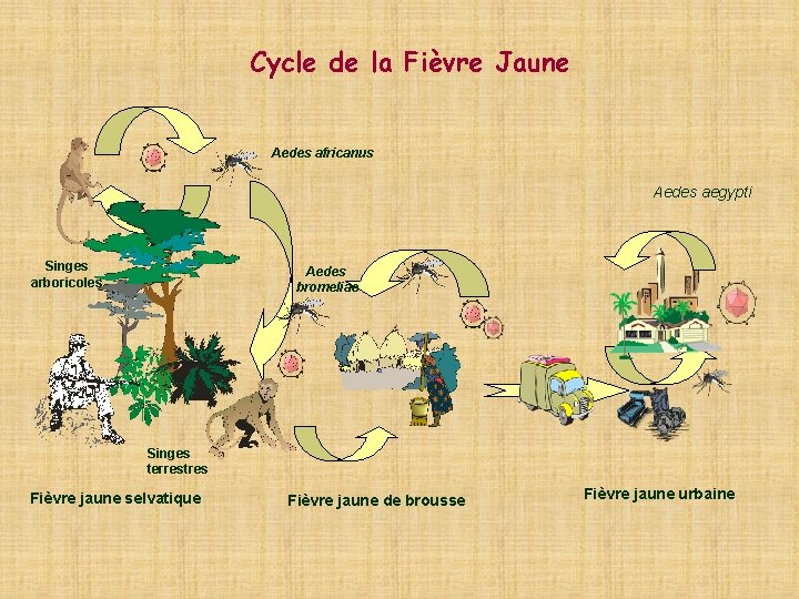 Cycle de la Fièvre Jaune Aedes africanus Aedes aegypti Singes arboricoles Aedes bromeliae Singes