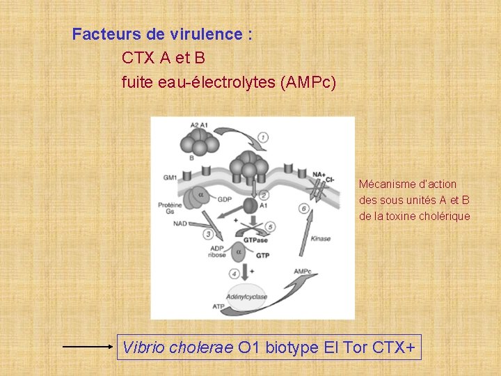 Facteurs de virulence : CTX A et B fuite eau-électrolytes (AMPc) Mécanisme d’action des