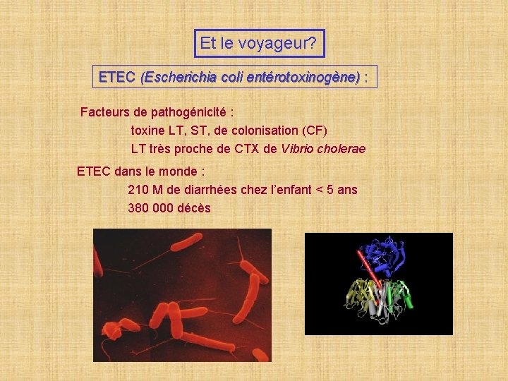 Et le voyageur? ETEC (Escherichia coli entérotoxinogène) : Facteurs de pathogénicité : toxine LT,