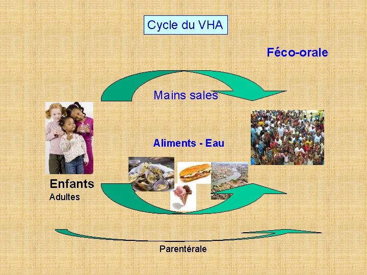Cycle du VHA Féco-orale Mains sales Aliments - Eau Enfants Adultes Parentérale 