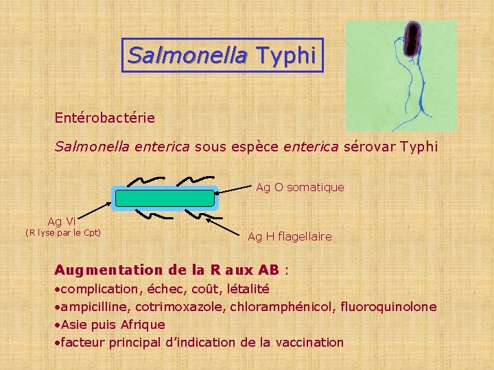 Salmonella Typhi Entérobactérie Salmonella enterica sous espèce enterica sérovar Typhi Ag O somatique Ag