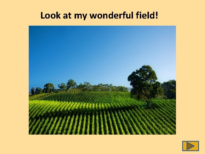 Look at my wonderful field! 