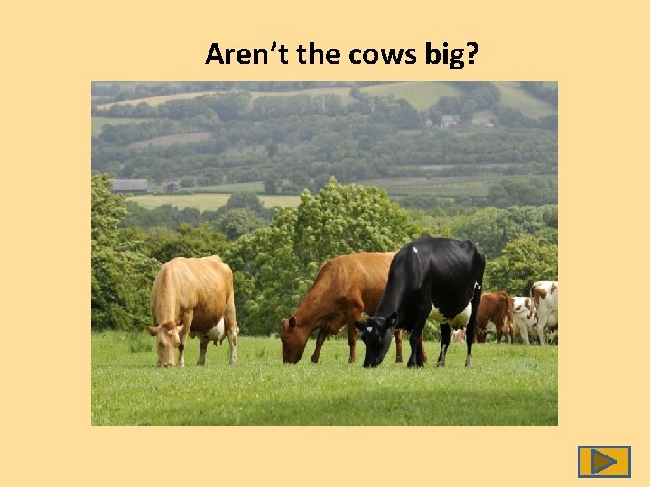 Aren’t the cows big? 