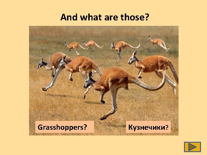 And what are those? Grasshoppers? Кузнечики? 