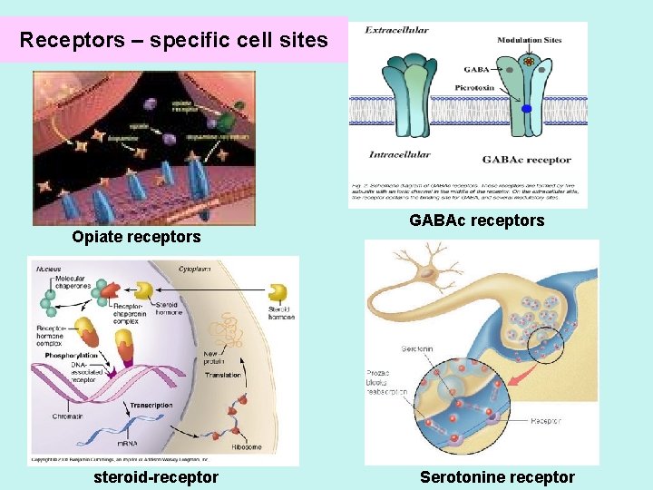 Receptors – specific cell sites Opiate receptors steroid-receptor GABAc receptors Serotonine receptor 