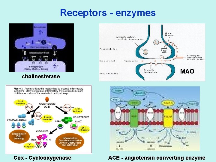 Receptors - enzymes cholinesterase Cox - Cyclooxygenase MAO ACE - angiotensin converting enzyme 