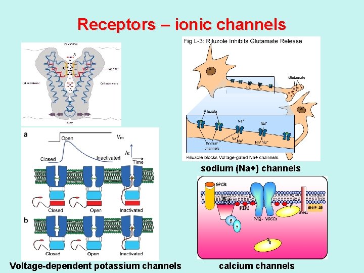 Receptors – ionic channels sodium (Na+) channels Voltage-dependent potassium channels calcium channels 