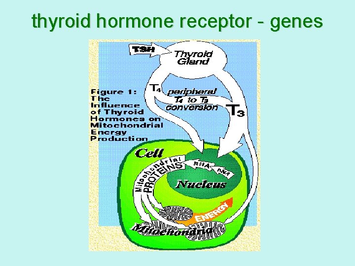 thyroid hormone receptor - genes 