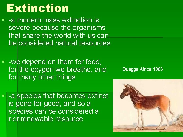 Extinction § -a modern mass extinction is severe because the organisms that share the