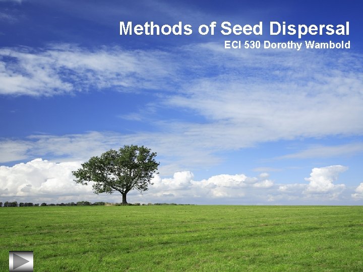 Methods of Seed Dispersal ECI 530 Dorothy Wambold 