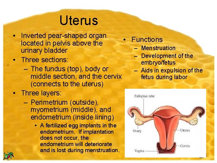 Uterus • Inverted pear-shaped organ • Functions located in pelvis above the – Menstruation