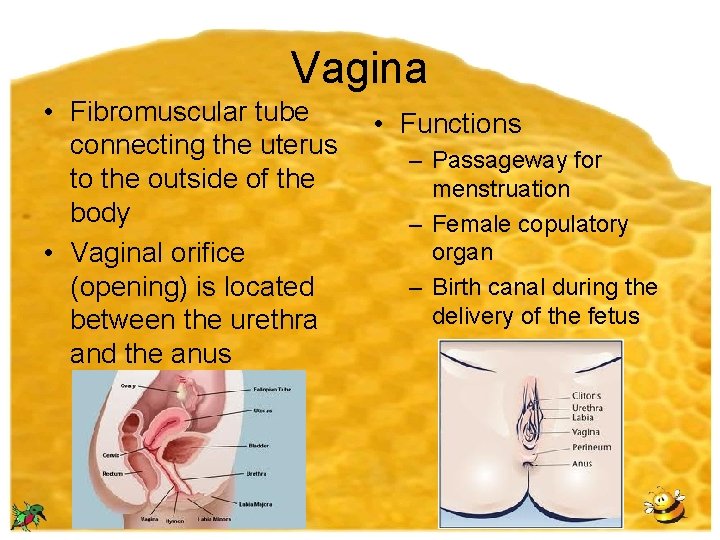 Vagina • Fibromuscular tube connecting the uterus to the outside of the body •