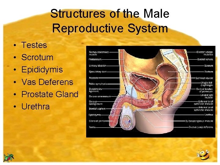 Structures of the Male Reproductive System • • • Testes Scrotum Epididymis Vas Deferens