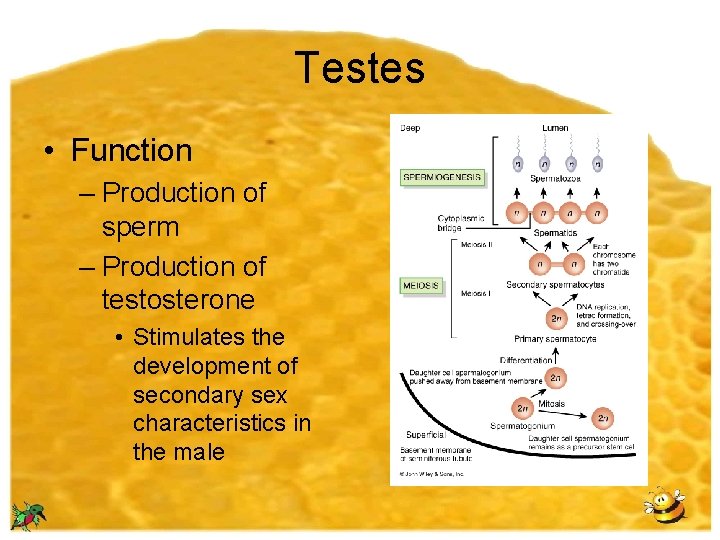Testes • Function – Production of sperm – Production of testosterone • Stimulates the