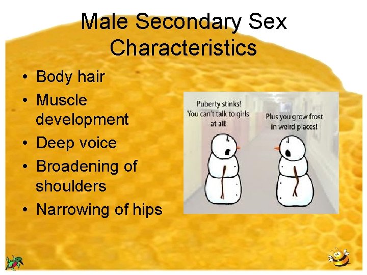 Male Secondary Sex Characteristics • Body hair • Muscle development • Deep voice •