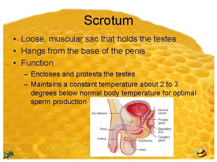 Scrotum • Loose, muscular sac that holds the testes • Hangs from the base