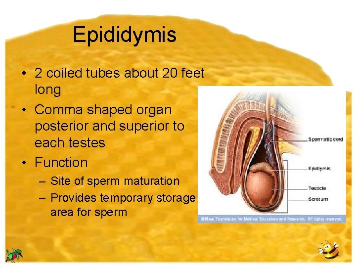 Epididymis • 2 coiled tubes about 20 feet long • Comma shaped organ posterior