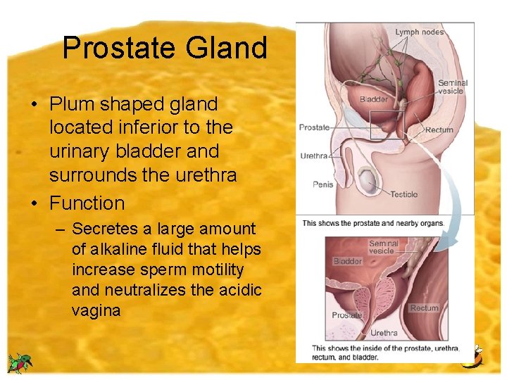 Prostate Gland • Plum shaped gland located inferior to the urinary bladder and surrounds